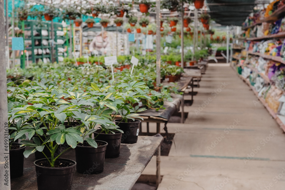 Green flower seedings is growing in plastic pots. Green plants growing in a greenhouse