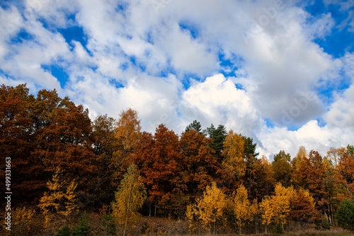 autumn orange foliage in the autumn season