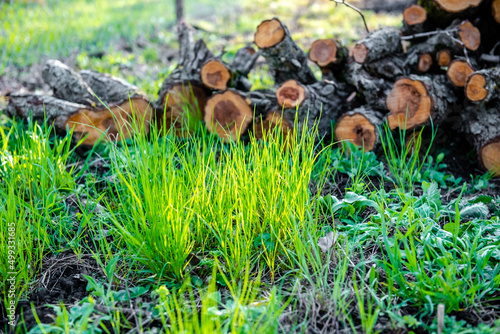 Storing logs outdoors. Firewood stacked outdoors. Pile of wooden logs on green grass. In particular, lumber ready to be burned.