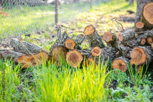 Storing logs outdoors. Firewood stacked outdoors. Pile of wooden logs on green grass. In particular, lumber ready to be burned.