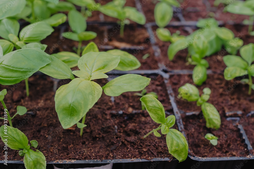 Basil seedings is growing in plastic pots. Green plants growing in a greenhouse Basil seedings is growing in plastic pots. Green plants growing in a greenhouse