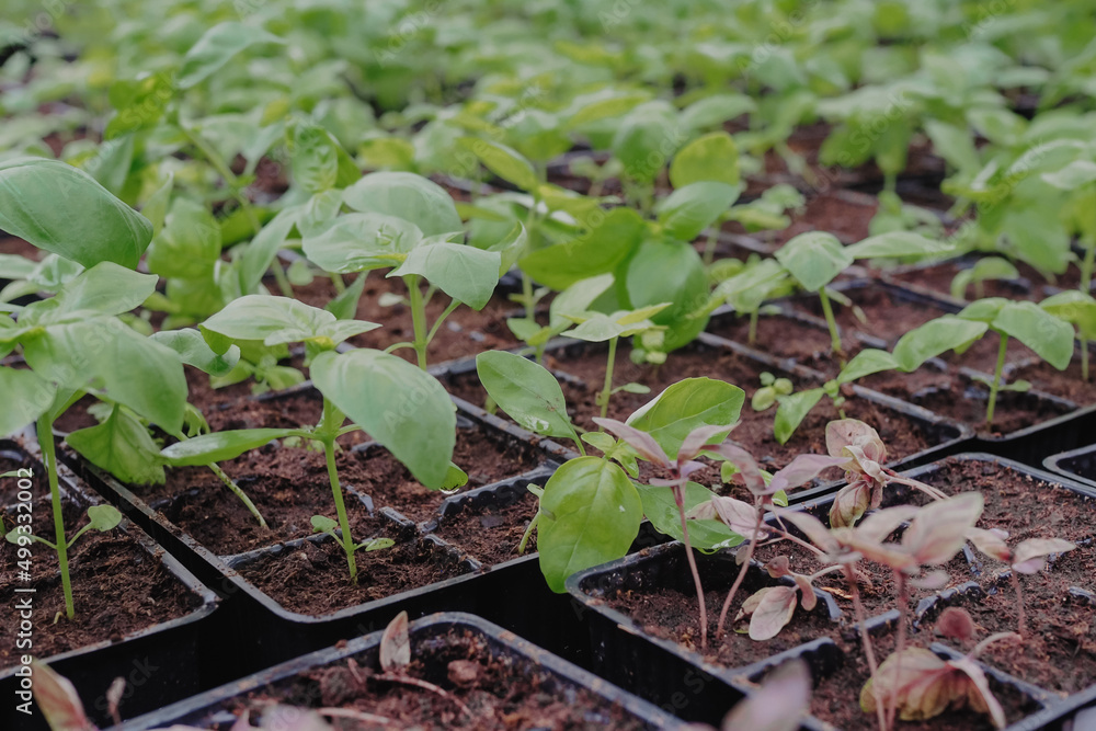 Basil seedings is growing in plastic pots. Green plants growing in a greenhouse Basil seedings is growing in plastic pots. Green plants growing in a greenhouse