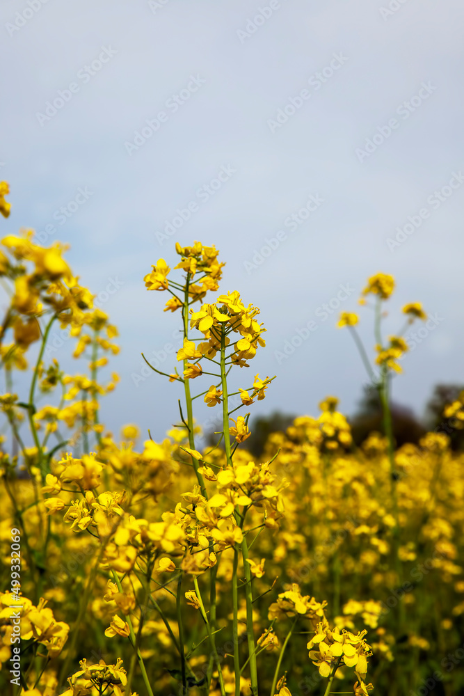 yellow flowering rapeseed in the spring season yellow flowering rapeseed in the spring season