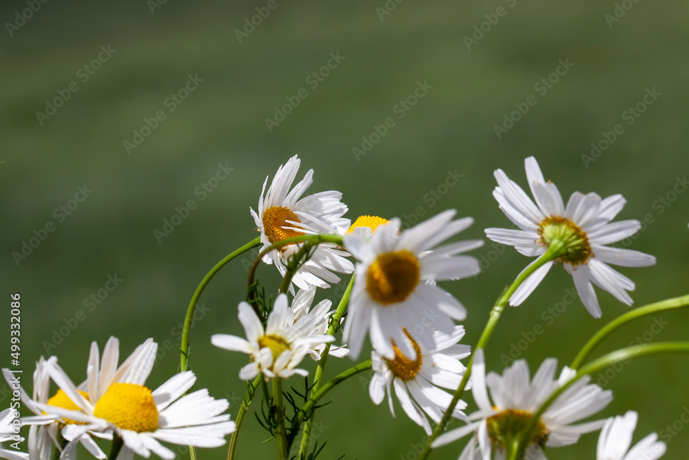 old fading chamomile flowers in summer or spring old fading chamomile flowers in summer or spring
