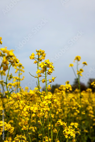 yellow flowering rapeseed in the spring season
