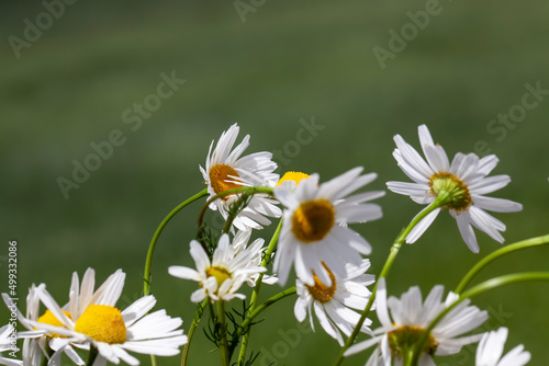 old fading chamomile flowers in summer or spring