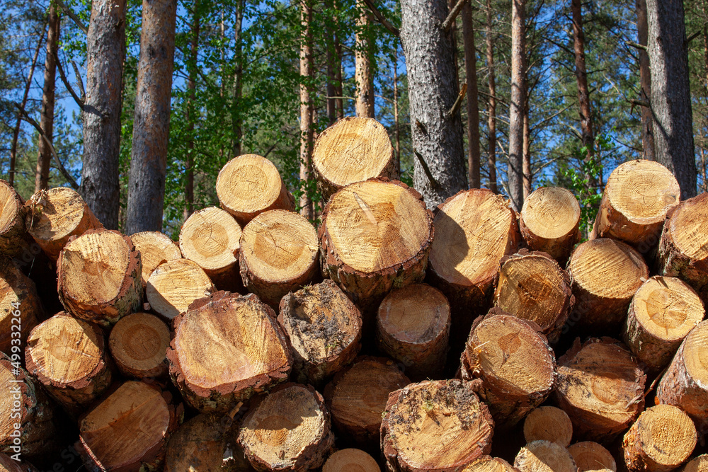 pine wood of coniferous trees during logging