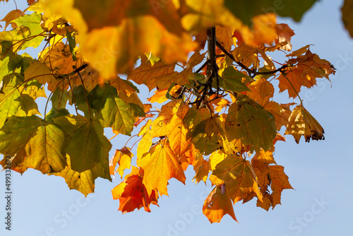 trees with orange foliage in the autumn season