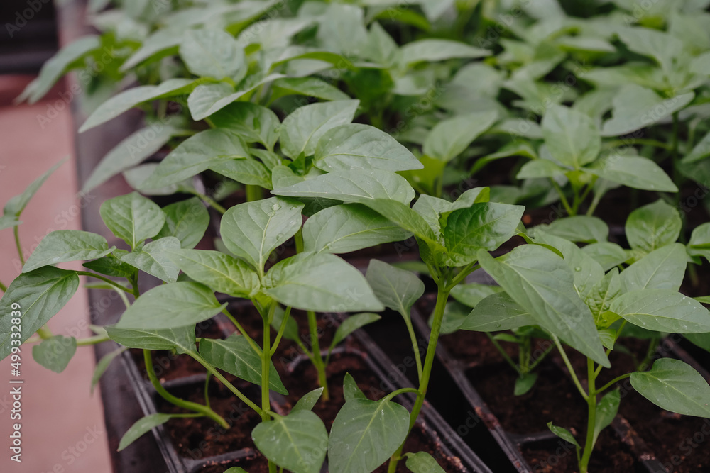 Pepper is growing in plastic pots. Green plants growing in a greenhouse Pepper is growing in plastic pots. Green plants growing in a greenhouse