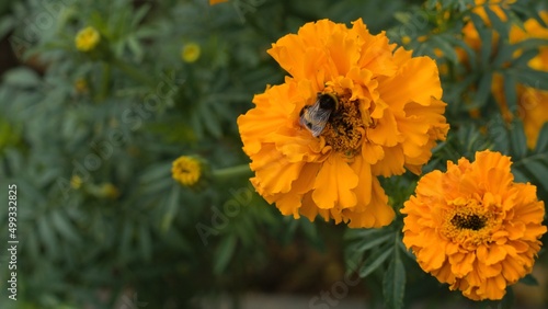 A bumblebee crawls on large orange flowers of marigolds lat. Tagetes. The concept of autumn, nature, farewell to summer. Copy space.