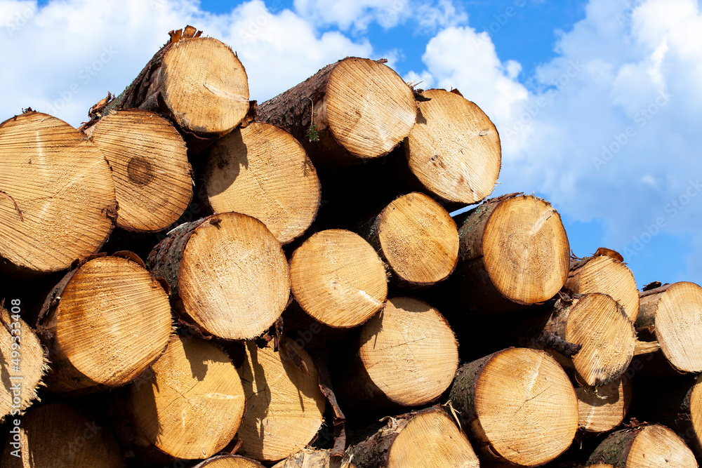 a large amount of pine wood during logging a large amount of pine wood during logging