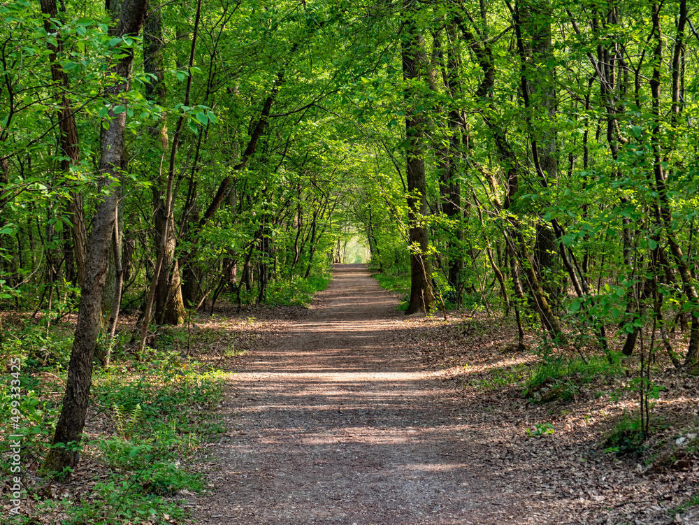 Pathway in a woodland in spring Pathway in a woodland in spring