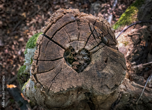 Heart shape carved in a tree trunk