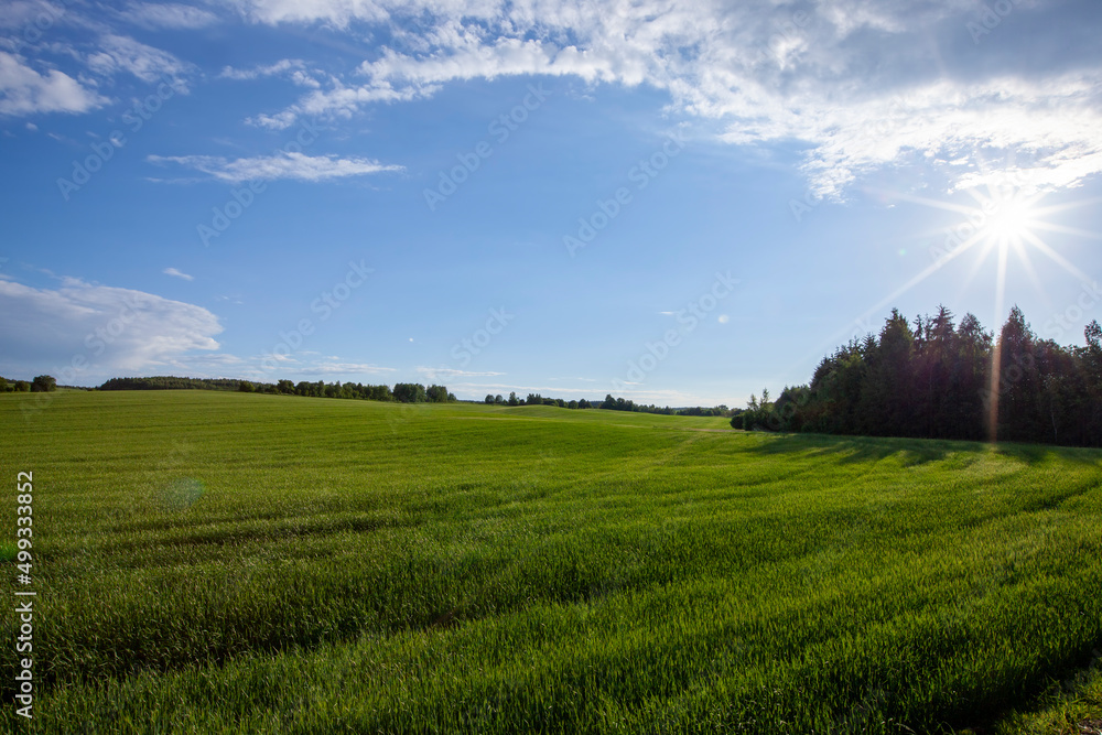 agricultural field where cereal wheat is grown agricultural field where cereal wheat is grown
