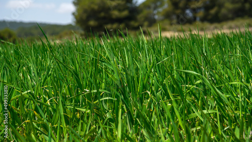Campo de cebada verde en fase de crecimiento concepto alimentación sana y superalimentos 