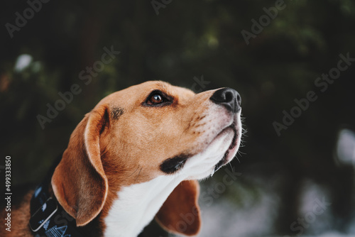 beagle dog portrait