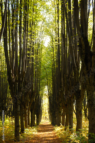 Obraz na plátně Lush green and old forests in Kharkiv National Park with high biodiversity, Ukraine