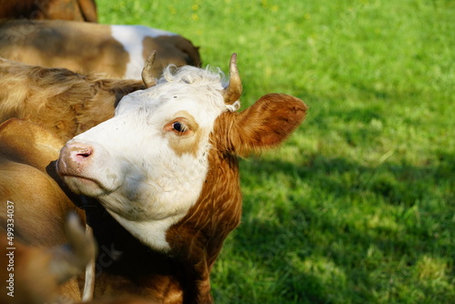 Brown cow in alpine valley