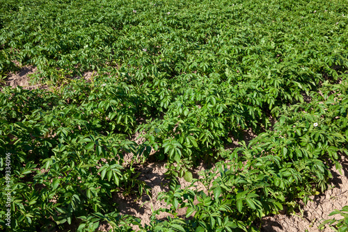 an agricultural field with green tops of cultivated potatoes