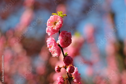 Wedding flower
