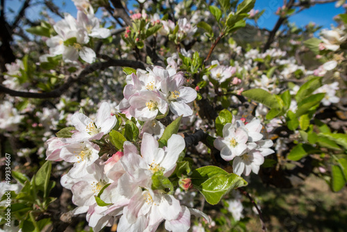 A California Apple Orchard in Spring Blossoming with Apple Flower Blooms