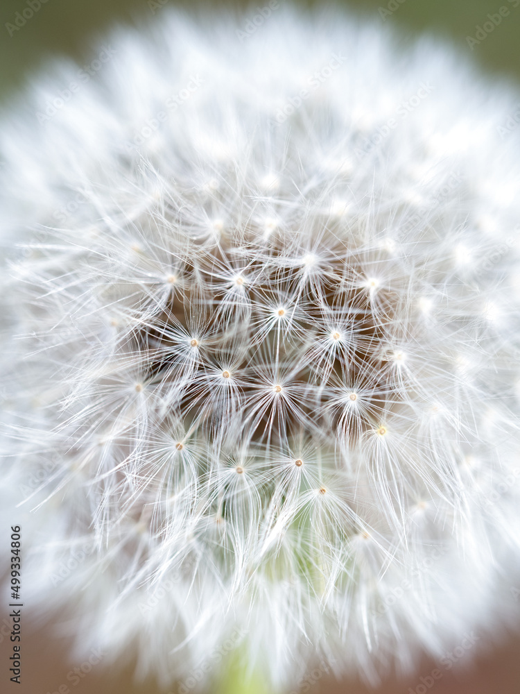 Fototapeta premium タンポポの綿毛
