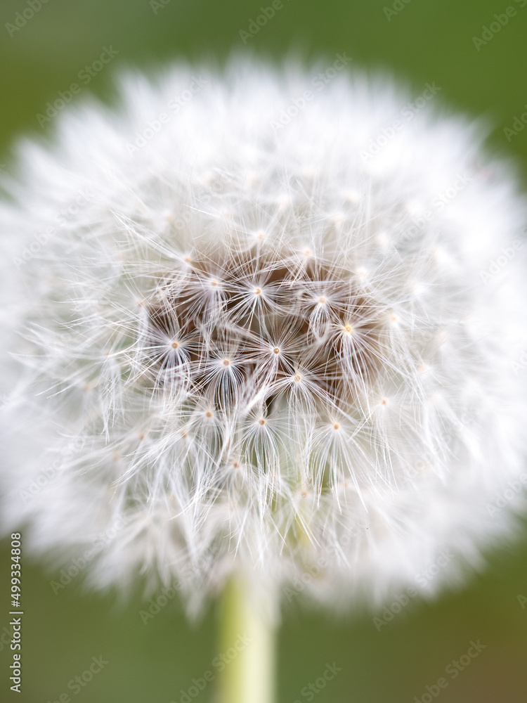 Fototapeta premium タンポポの綿毛