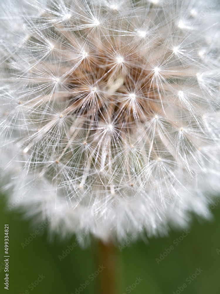 Fototapeta premium タンポポの綿毛