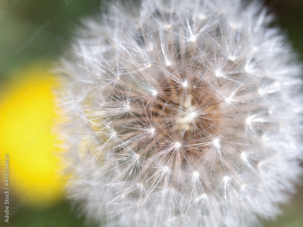 Fototapeta premium タンポポの綿毛