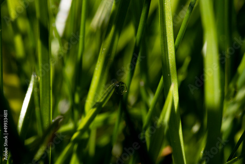 Green grass morning dew water drop