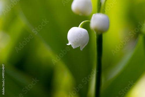 Lily of the valley spring may