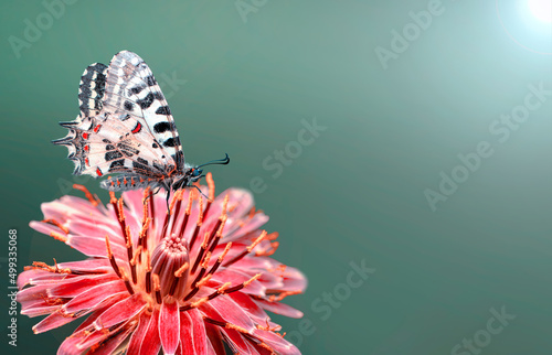 Wall Mural Macro shots, Beautiful nature scene