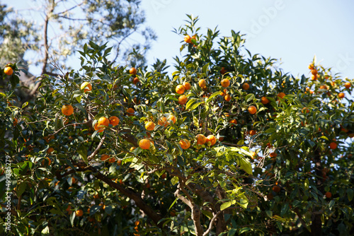 Fresh tangerines on tree branches.