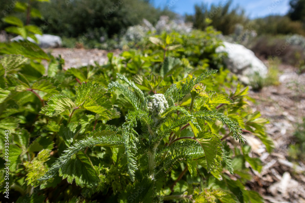 Yarrow Growing in a Horticulture Garden Yarrow Growing in a Horticulture Garden