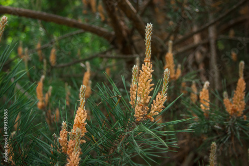 close up of pine cones