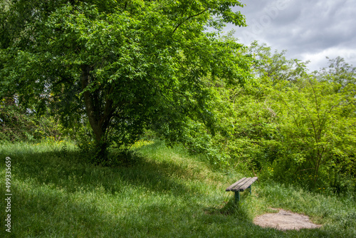 bench near green tree in summer