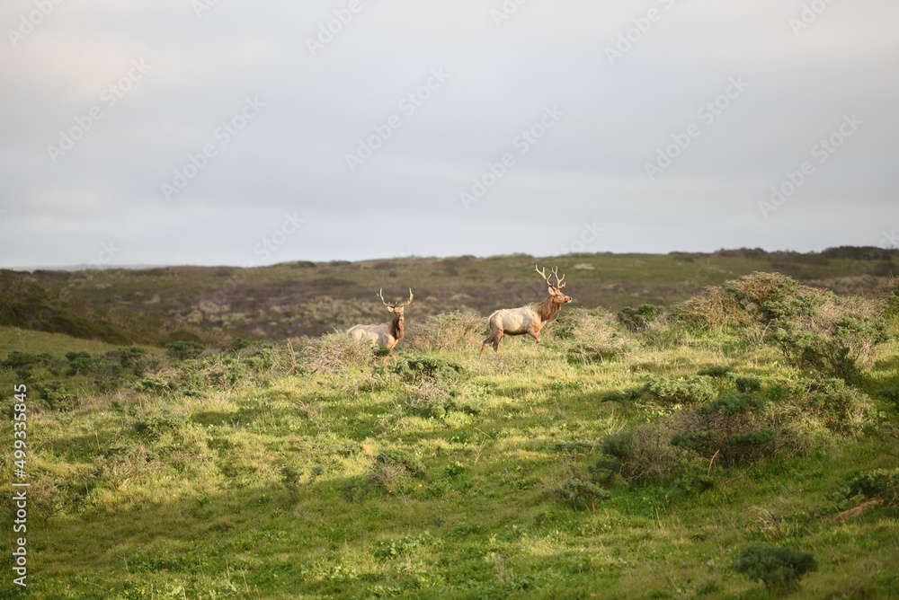 Obraz premium elk in the woods