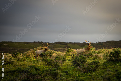 herd of elk