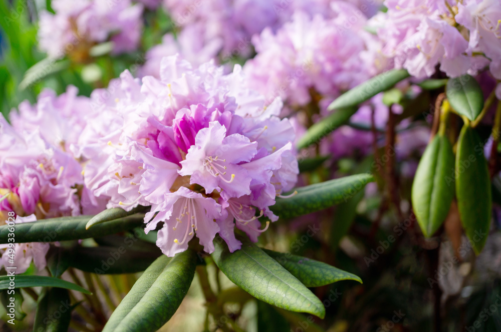 Fototapeta premium Rhododendron flower in the garden in spring close-up. Pastel spring background of flowers