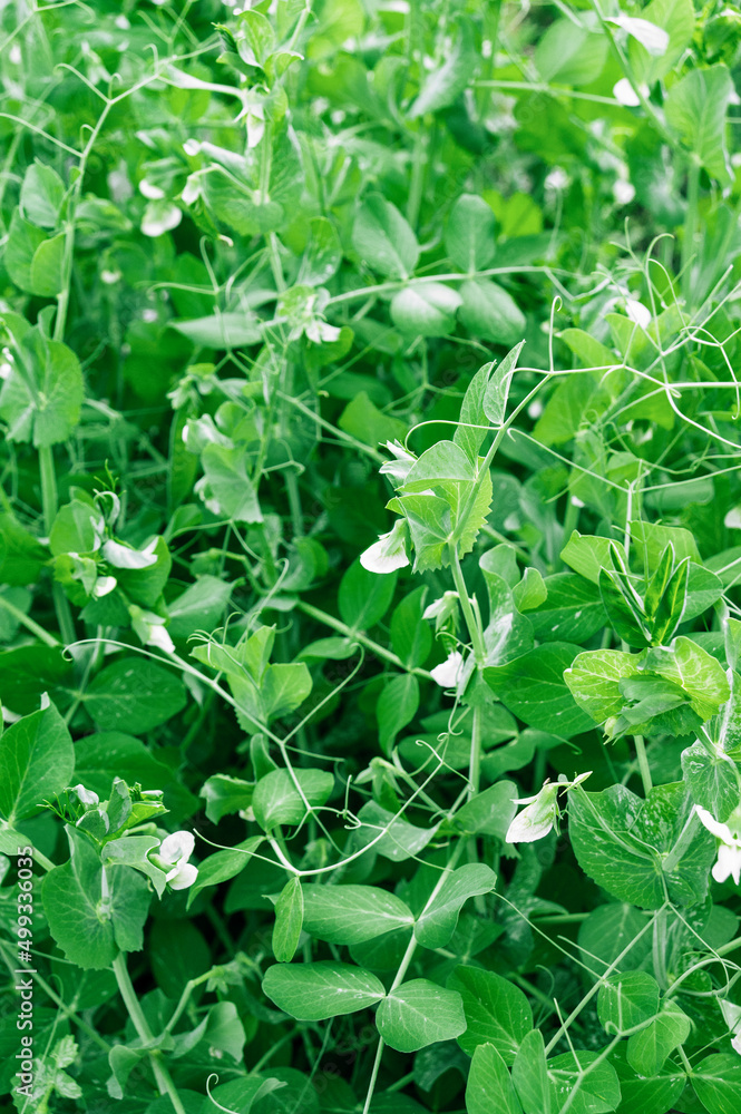 Fresh micro-green pea sprouts. Green twigs of sprouted grains Fresh micro-green pea sprouts. Green twigs of sprouted grains
