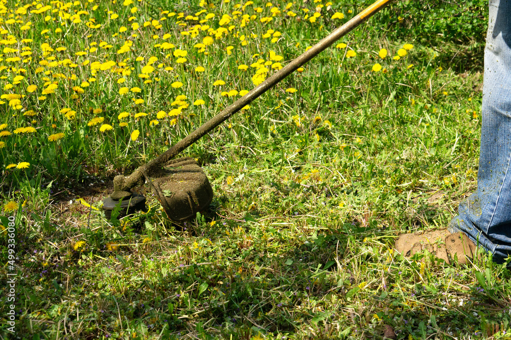 Fototapeta premium work to mow grass and dandelions with a trimmer. the process of mowing tall grass with a trimmer. selectively focus on the uncut grass and scatter the particles of the mown grass