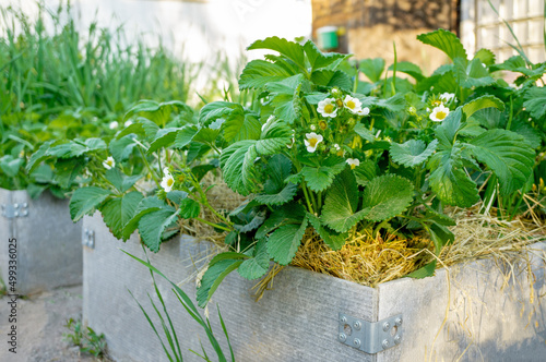 Blooming strawberries in a high bed at sunset. Macro photography, low depth of field. Beautiful summer landscape