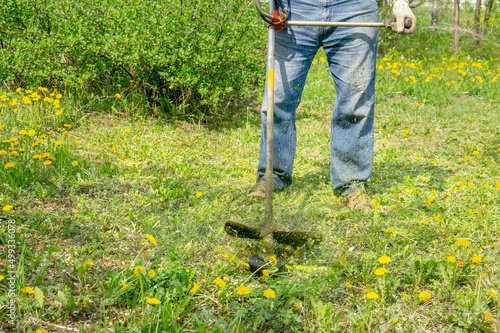 work to mow grass and dandelions with a trimmer. the process of mowing tall grass with a trimmer. selectively focus on the uncut grass and scatter the particles of the mown grass