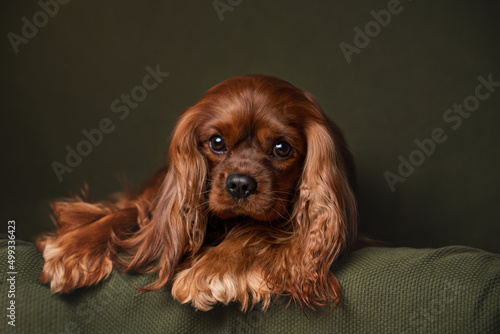 Obraz na płótnie cavalier king charles spaniel