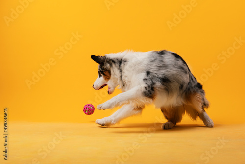 Photography australian shepherd dog