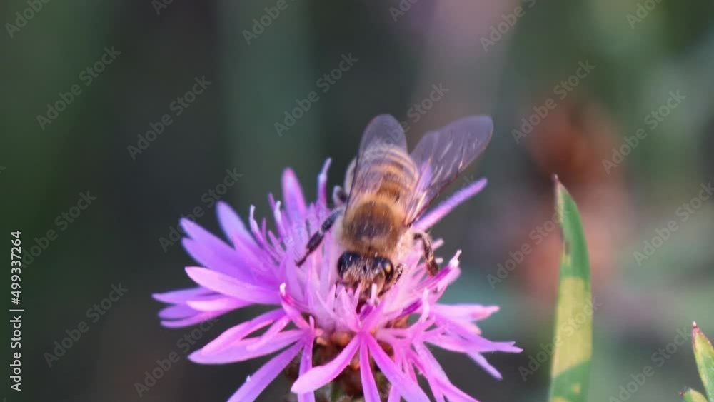 The bee collects honey. The process of collecting pollen by bees from rich purple flowers is close-up. Extreme macro of a bee on a field of flowers in summer The bee collects honey. The process of collecting pollen by bees from rich purple flowers is close-up. Extreme macro of a bee on a field of flowers in summer