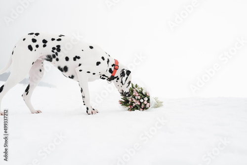 dalmatian dog