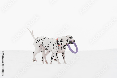 dalmatian dog