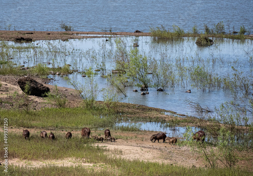 Herd of capybaras leaves on the coast of the Uruguay River, in Corrientes, Argentina. photo