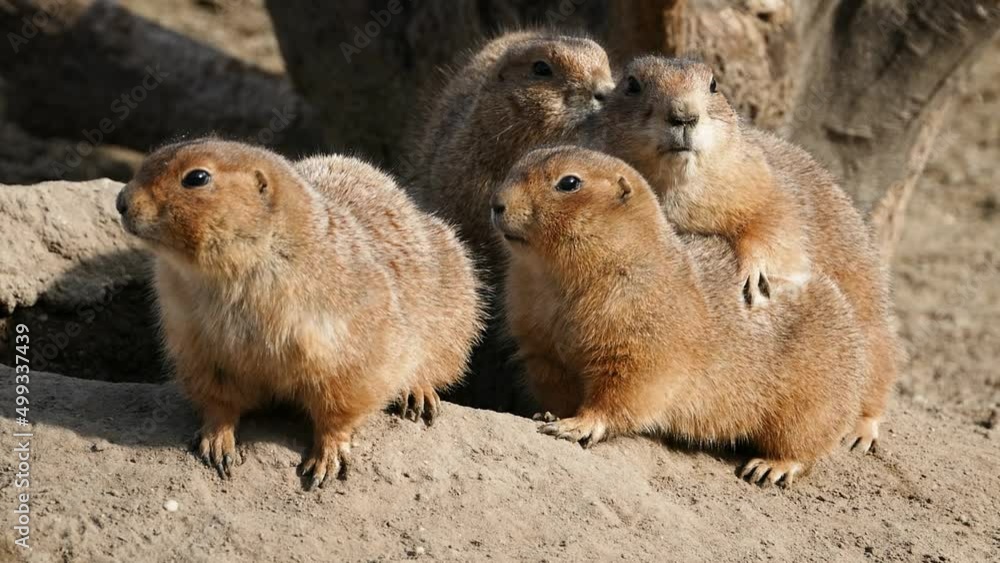 A family of black-tailed prairie dogs (Cynomys ludovicianus) near their burrow, sunbathing A family of black-tailed prairie dogs (Cynomys ludovicianus) near their burrow, sunbathing